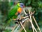 Rainbow Lorikeet in the Garden