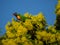 Rainbow Lorikeet in Golden Penda