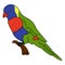 Rainbow Lorikeet illustration vector