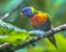 Rainbow lorikeet looking in camera