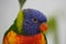 Rainbow lorikeet looking out at the world