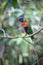 Rainbow lorikeet or lory, Trichoglossus haematodus