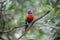 Rainbow lorikeet or lory, Trichoglossus haematodus