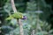 Rainbow lorikeet or lory, Trichoglossus haematodus