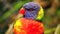Rainbow Lorikeet Opening Mouth, Colourful Bird - Close Up HD