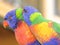 Rainbow Lorikeet pair birds in love