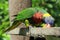 Rainbow lorikeet in the park of Durban, South Africa