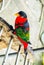 Rainbow lorikeet parrot