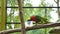 Rainbow Lorikeet parrot is feeding milk in KL Bird Park,Malaysia.