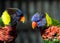 Rainbow Lorikeet Parrot Pair