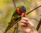 Rainbow lorikeet parrot playing with girls fingers