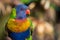 Rainbow Lorikeet Parrot Portrait with 3/4 Composition in Adelaide, Australia