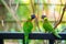 Rainbow Lorikeet parrots in a green park. Bird park, wildlife
