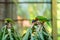 Rainbow Lorikeet parrots in a green park. Bird park, wildlife