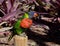 Rainbow Lorikeet Perch On A Tree