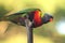 Rainbow Lorikeet Perched