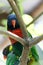 Rainbow Lorikeet perched on a branch in a tree