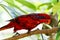 Rainbow Lorikeet perched on a branch in a tree