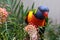 Rainbow Lorikeet perched on a Grevillia branch