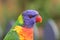 Rainbow Lorikeet portrait flamboyant colors, background blurred