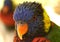 Rainbow Lorikeet portrait up close and personal.