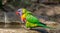 A rainbow lorikeet ready to step into the bird bath