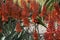 Rainbow Lorikeet in the Red Aloe Flowers