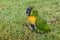 Rainbow lorikeet resting on grass