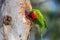 Rainbow Lorikeet - It``s a dirty job but someone has to do it