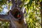 Rainbow lorikeet sitting in log hollow