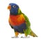 Rainbow Lorikeet, Trichoglossus haematodus