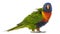 Rainbow Lorikeet, Trichoglossus haematodus, 3 years old