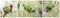 Rainbow lorikeet, trichoglossus haematodus