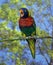 Rainbow Lorikeet, trichoglossus haematodus, Adult singing, standing on Branch