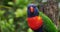 Rainbow Lorikeet,  trichoglossus haematodus moluccanus, Adult standing on Branch, Real Time 4K