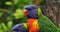 Rainbow Lorikeet, trichoglossus haematodus moluccanus, Adult standing on Branch, Real Time 4K