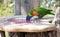 The rainbow lorikeet Trichoglossus haematodus moluccanus inside aviary.