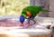 The rainbow lorikeet Trichoglossus haematodus moluccanus inside aviary.