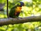rainbow lorikeet, Trichoglossus haematodus moluscanus, is a beautifully colored parrot, feeding on nectar