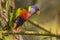 Rainbow lorikeet Trichoglossus moluccanus