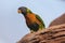 Rainbow lorikeet Trichoglossus moluccanus