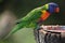 Rainbow lorikeet (Trichoglossus moluccanus)