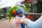 The rainbow lorikeet (Trichoglossus moluccanus)