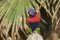 Rainbow lorikeet (Trichoglossus moluccanus)