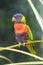 Rainbow lorikeet (Trichoglossus moluccanus)