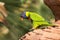 Rainbow lorikeet Trichoglossus moluccanus