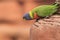 Rainbow lorikeet Trichoglossus moluccanus bird portrait