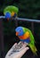 Rainbow lorikeet (trichoglossus moluccanus feeding from a woman\\\'s hand