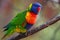 The rainbow lorikeet ,Trichoglossus moluccanus, sitting on the branch. Extremely colored parrot on a branch with a colorful