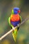 The rainbow lorikeet Trichoglossus moluccanus sitting on the branch. Extremely colored parrot on a branch with a colorful